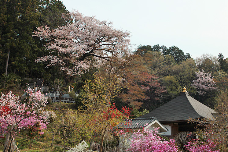 正福寺の山桜