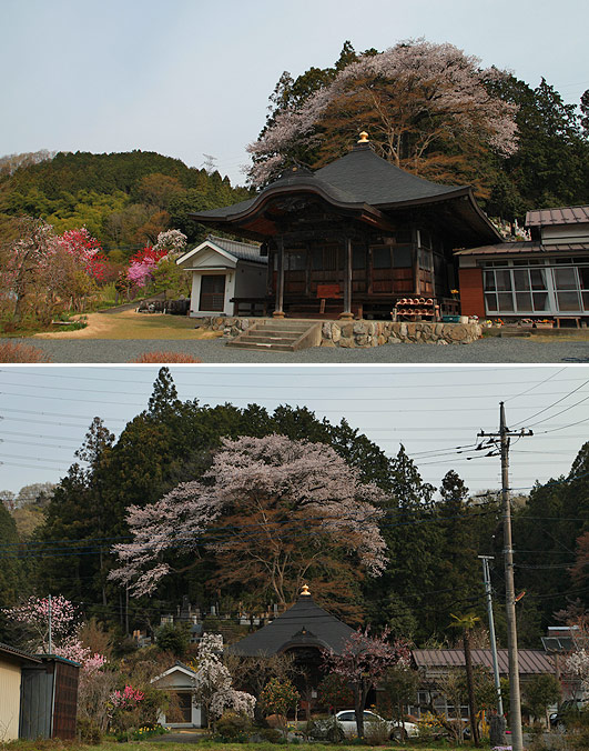 正福寺の山桜