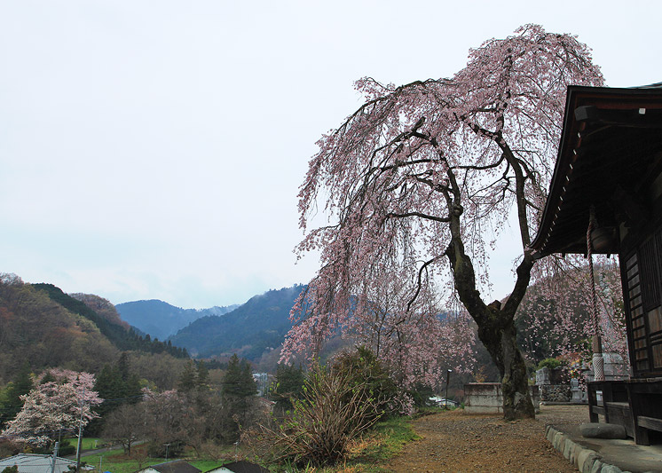 宗関寺のしだれ桜