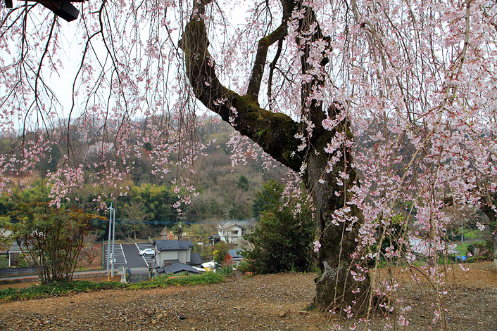 宗関寺のしだれ桜