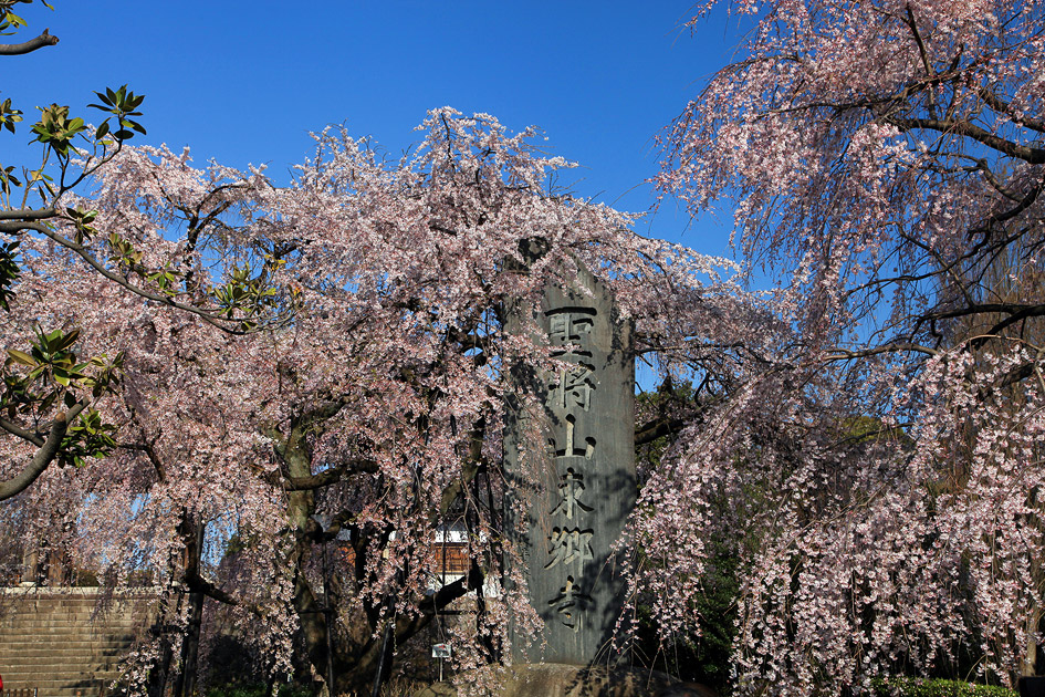 東郷寺のしだれ桜