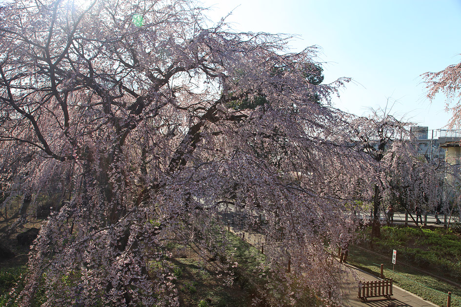 東郷寺のしだれ桜