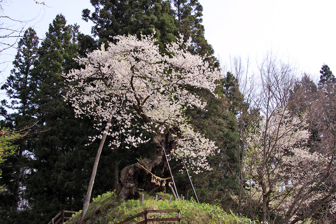 赤坂の薬師桜