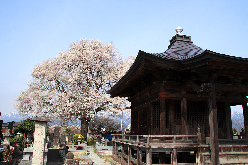 称名寺阿弥陀堂の桜