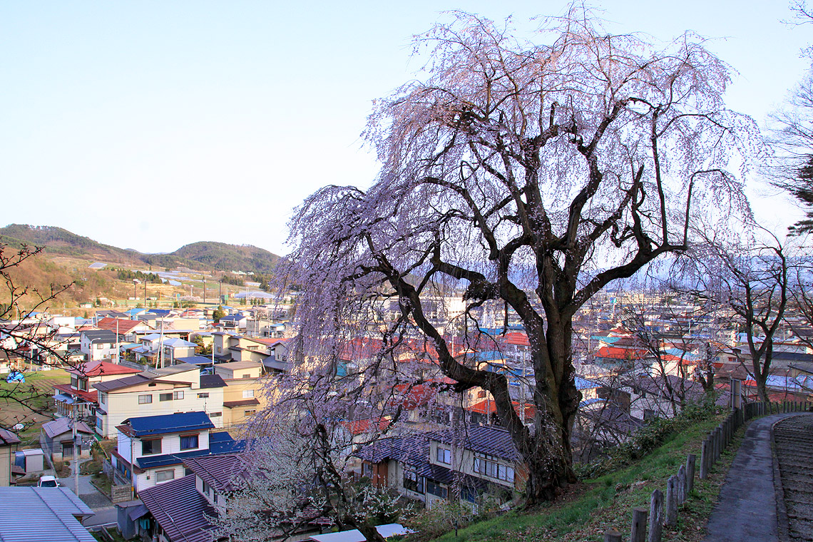 慶海桜