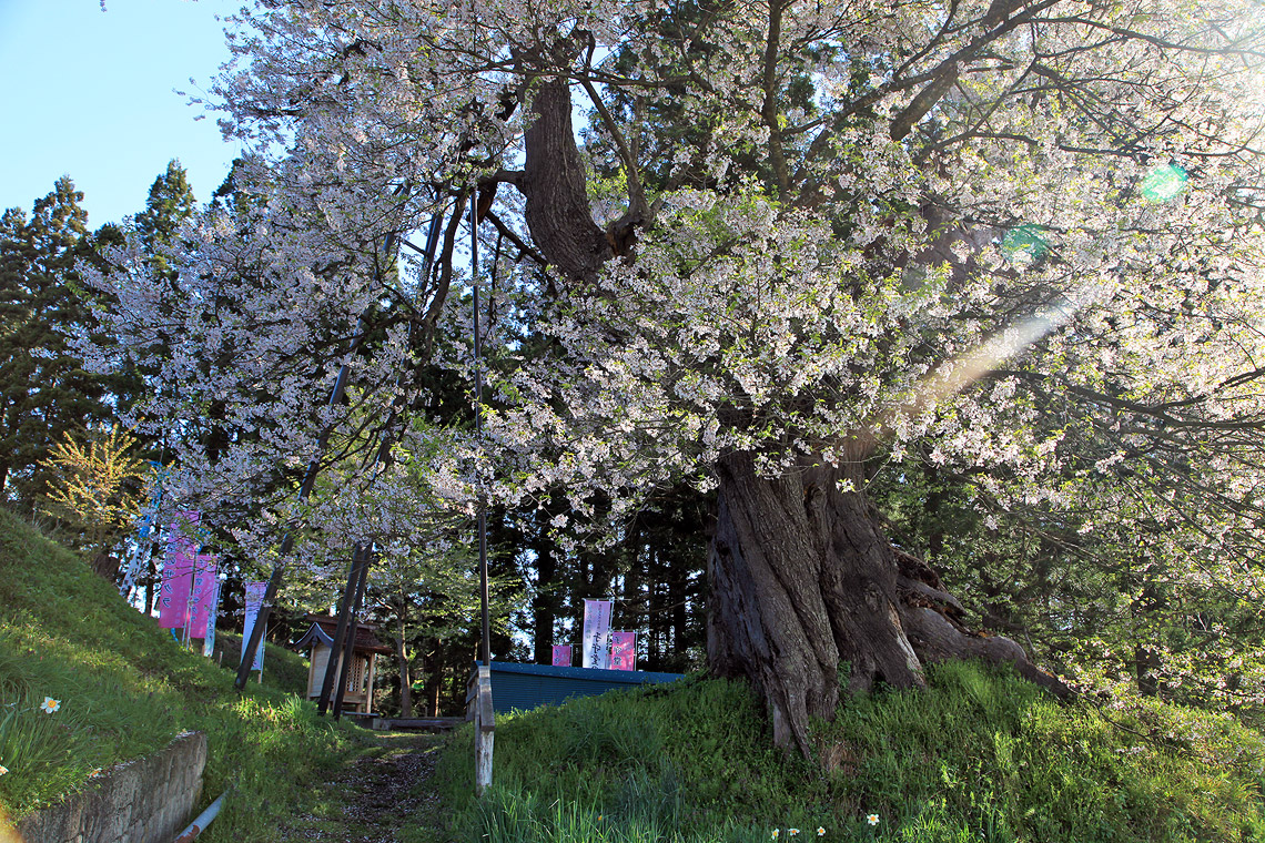 子守堂の桜