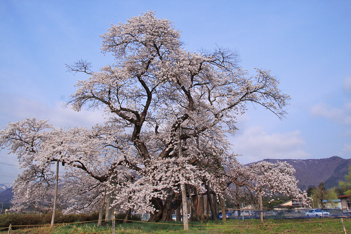 山口奨学桜 | 山形県白鷹町 | 置賜さくら回廊