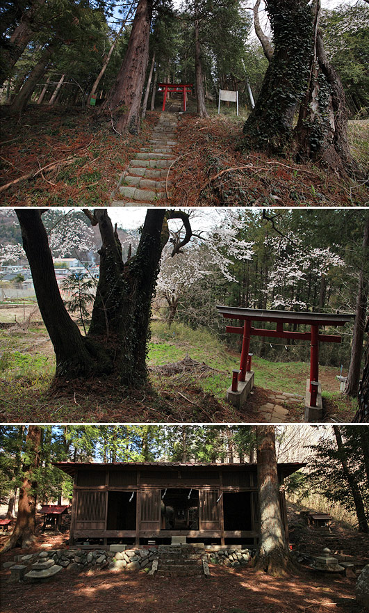 阿夫利神社の彼岸桜