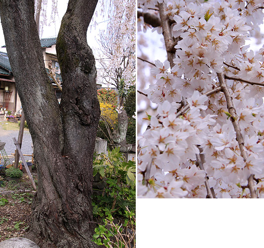 福寿院のしだれ桜