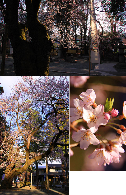 恵林寺の桜