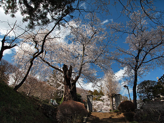 桂林寺の彼岸桜