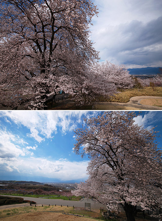 甲州蚕影桜