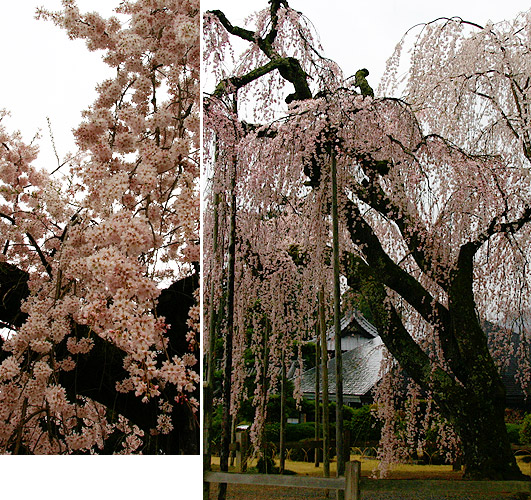 久遠寺　仏殿前のしだれ桜