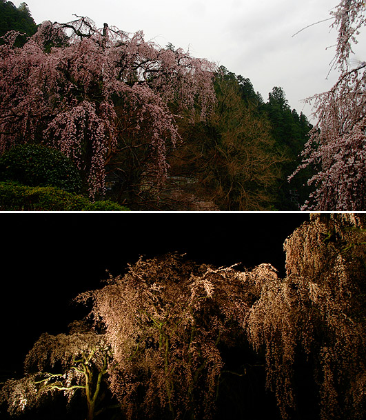 久遠寺　西谷参道の桜