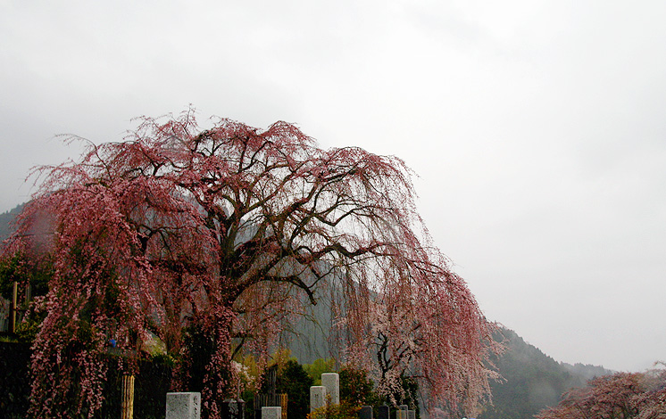 身延聖園の桜