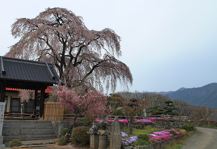 西念寺のしだれ桜