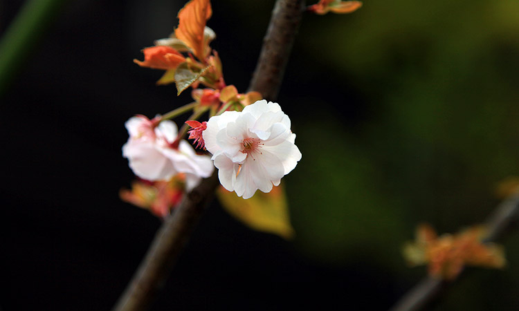復興の桜「はるか」の物語