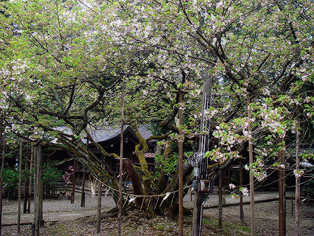 �ɍ��{���_�� ���n��