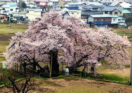 �ꖥ�� �Ε���