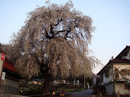 �����̂������