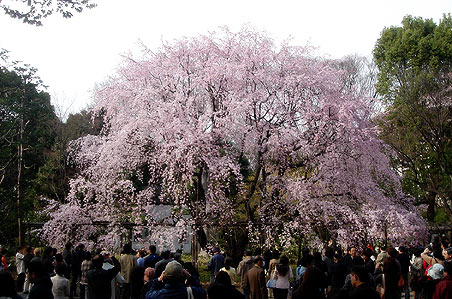 �Z�`���@�������