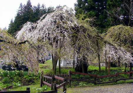 ���򉤎� ����