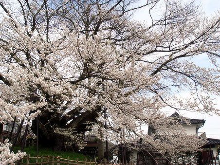 �f���_�� �_���