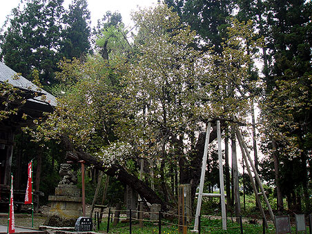 �@�p�� �Ղ̔���