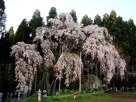 �؈�̂������