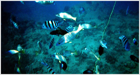 �C���J�c�A�[