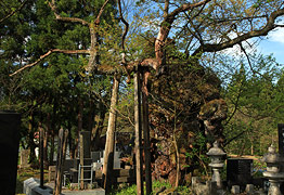 下條の普賢象桜