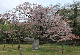 下大津のサクラ