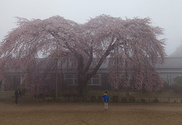 杵原学校のしだれ桜