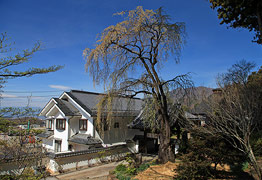 瀧水寺のしだれ桜