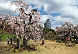 小石川後楽園　馬場桜