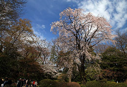 六義園 しだれ桜2