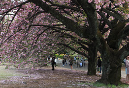 新宿御苑の桜