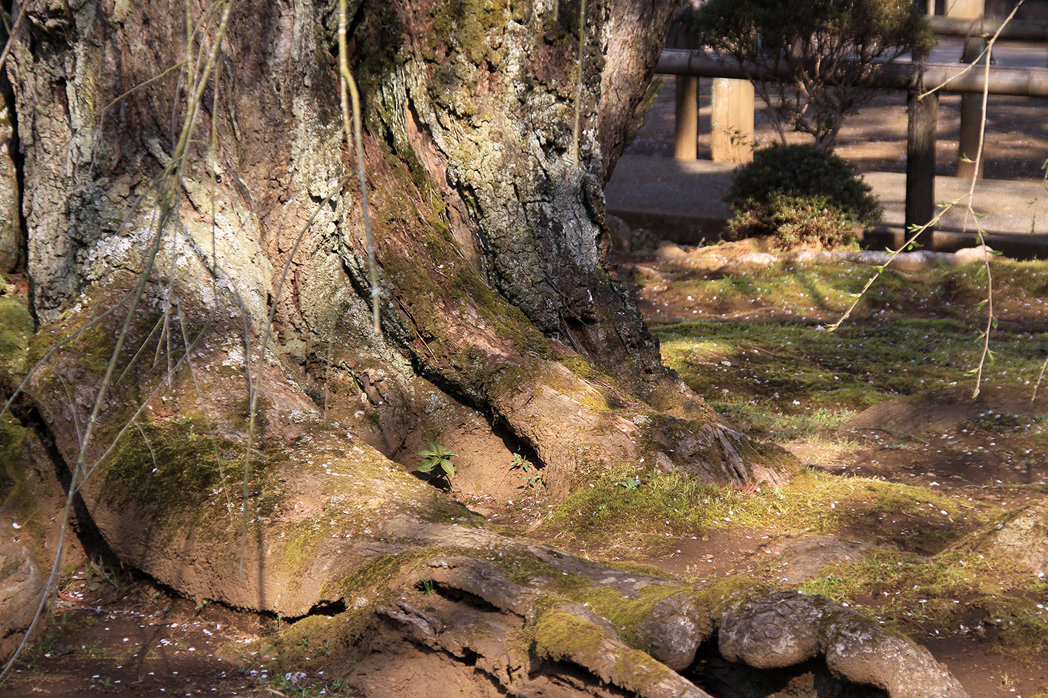 長光寺のしだれ桜
