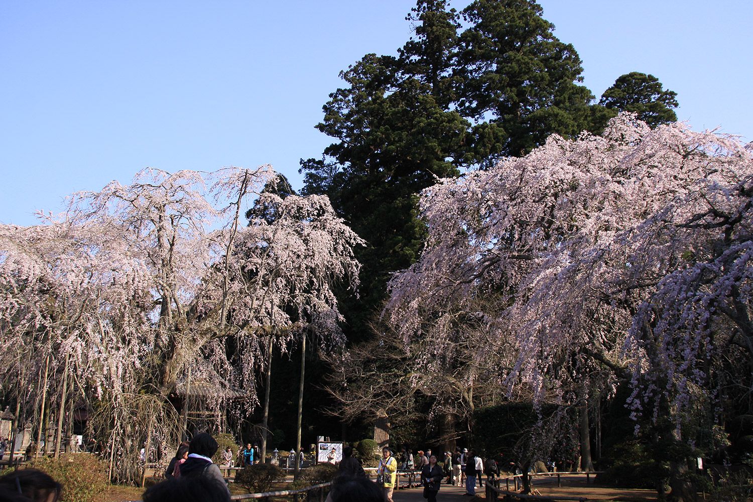 長光寺のしだれ桜