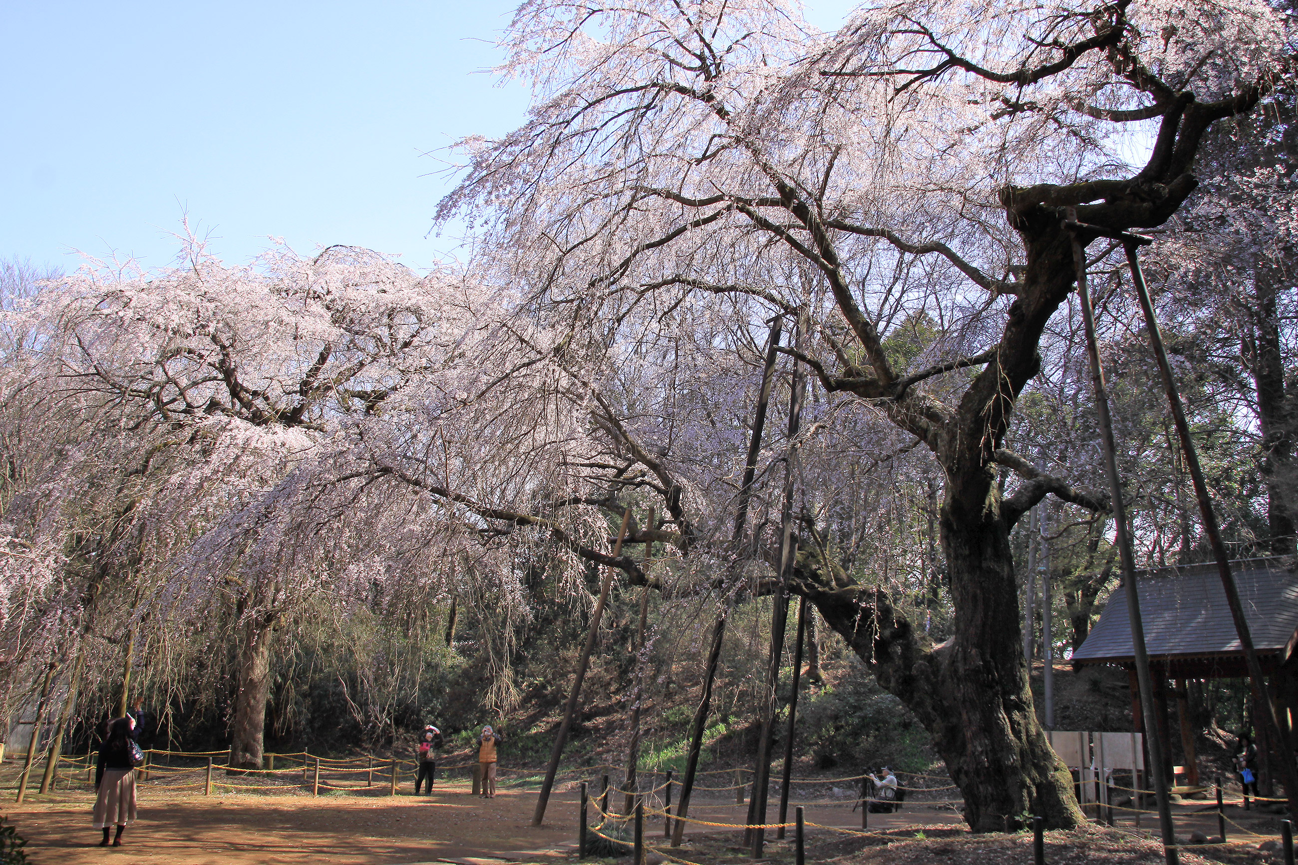 福星寺のしだれ桜
