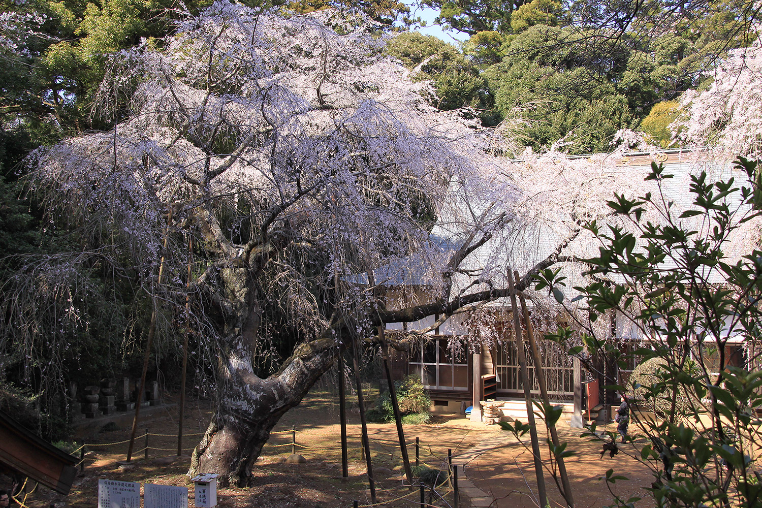 福星寺のしだれ桜