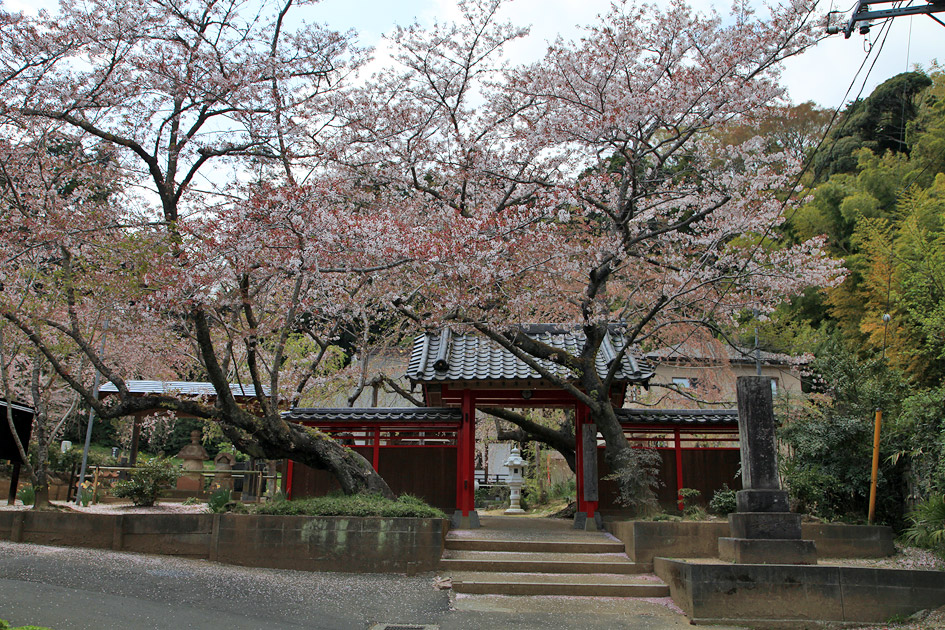 願成就寺のしだれ桜