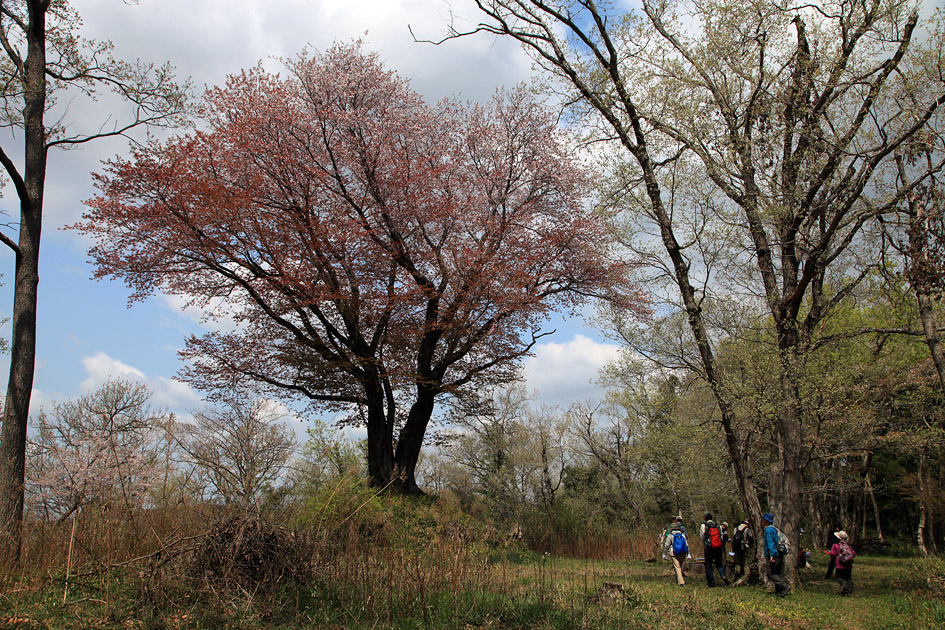 行人塚の山桜
