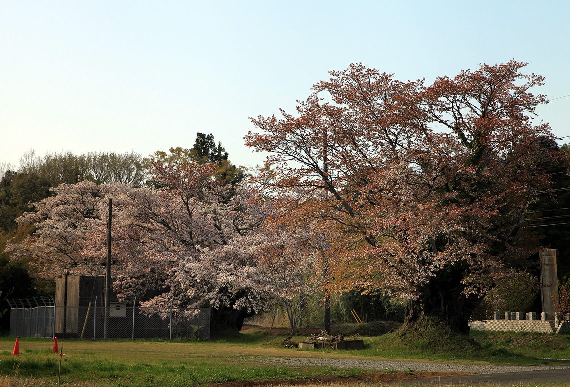 旧久住村役場前の山桜