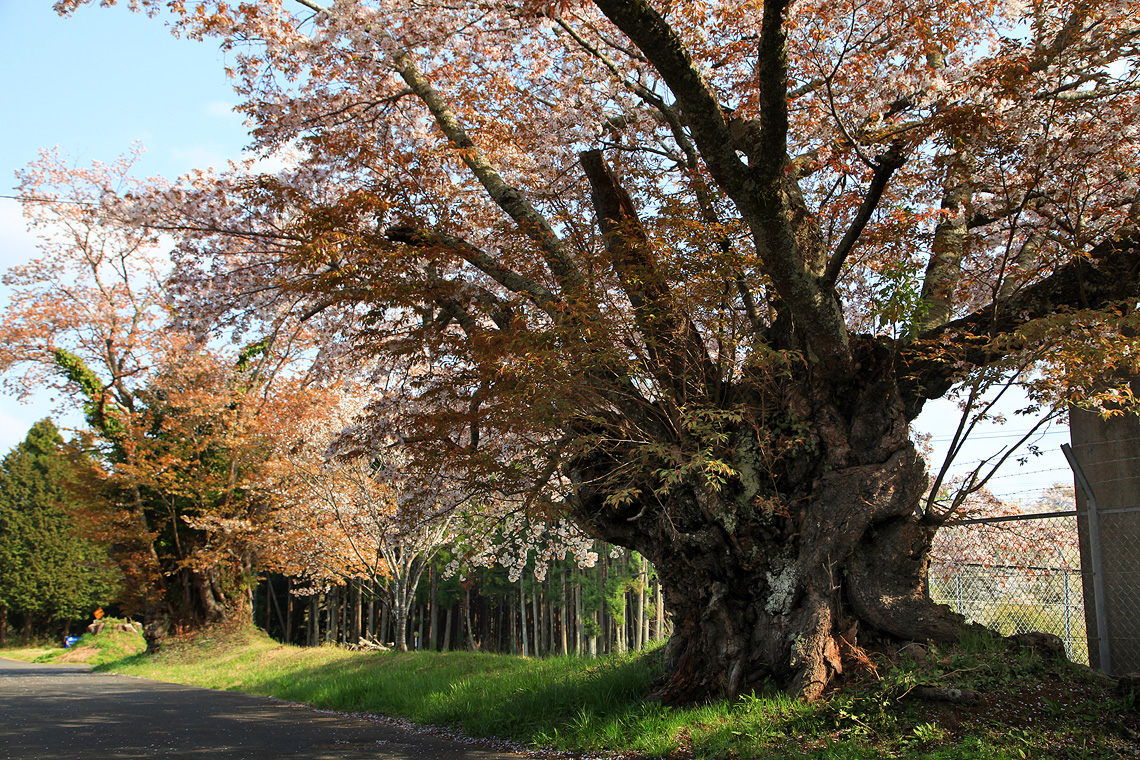旧久住村役場前の山桜2