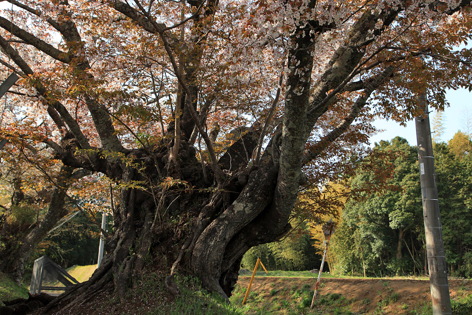 旧久住村役場前の山桜2
