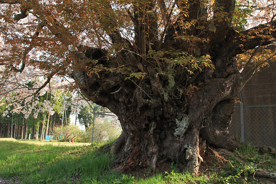 旧久住村役場前の山桜2