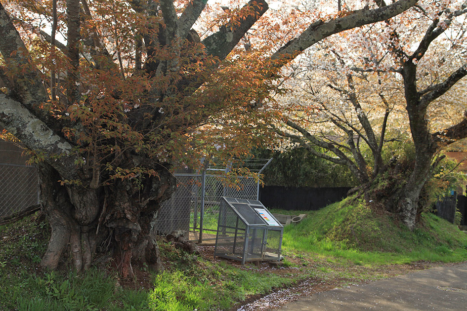 旧久住村役場前の山桜2