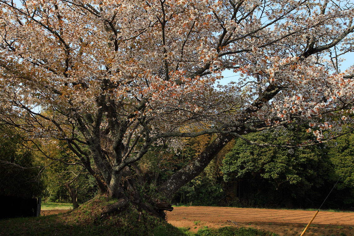 旧久住村役場前の山桜3