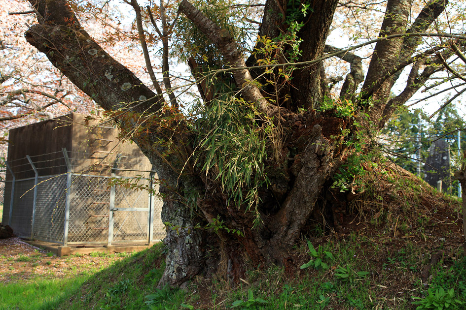 旧久住村役場前の山桜3